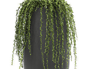 crassula in a black flowerpots 810 3D Modell