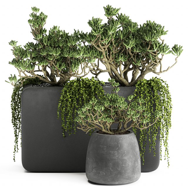 crassula in a black flowerpots 811 Model 3D .c4d .max .obj .3ds .fbx .stl .blend 