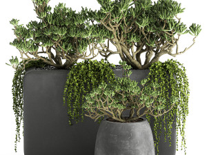 crassula in a black flowerpots 811 3D Model