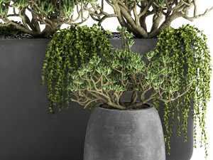crassula in a black flowerpots 811 Model 3D