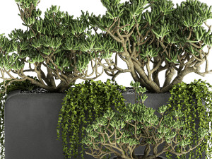 crassula in a black flowerpots 811 Model 3D