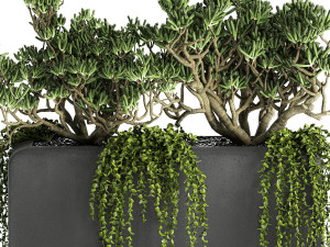 crassula in a black flowerpots 811 Model 3D