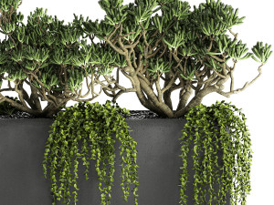crassula in a black flowerpots 811 Model 3D
