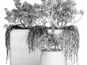crassula in a black flowerpots 811 Model 3D