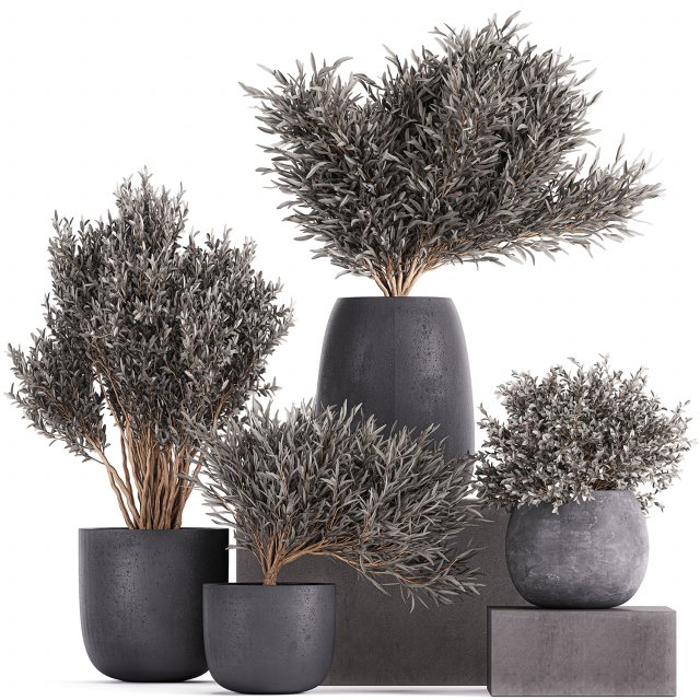 olive trees in a black flowerpots 812 Modello 3D .c4d .max .obj .3ds .fbx .stl .blend