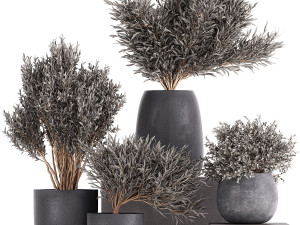 olive trees in a black flowerpots 812 Model 3D