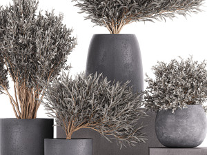 olive trees in a black flowerpots 812 Modello 3D