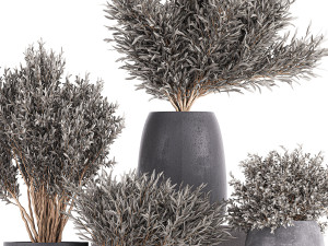 olive trees in a black flowerpots 812 Modello 3D