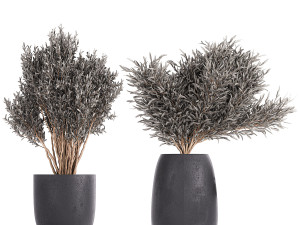 olive trees in a black flowerpots 812 Modello 3D