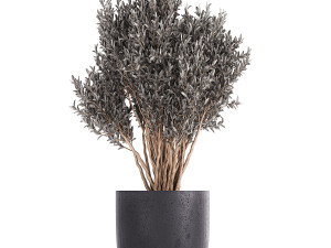 olive trees in a black flowerpots 812 Modello 3D