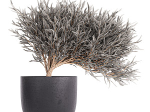 olive trees in a black flowerpots 812 Modello 3D