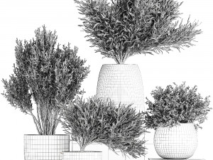 olive trees in a black flowerpots 812 Modello 3D