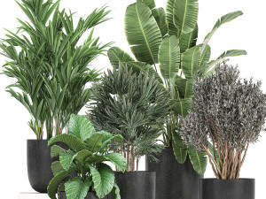 collection of decorative plants in flowerpots 813 Modelo 3D