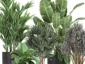 collection of decorative plants in flowerpots 813 3D Model
