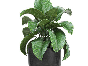 collection of decorative plants in flowerpots 813 Modelo 3D