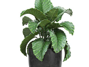 collection of decorative plants in flowerpots 813 3D Model
