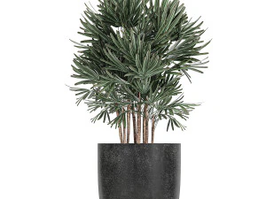 collection of decorative plants in flowerpots 813 3D Model