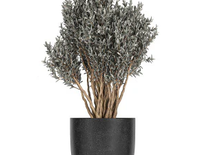 collection of decorative plants in flowerpots 813 3D Model