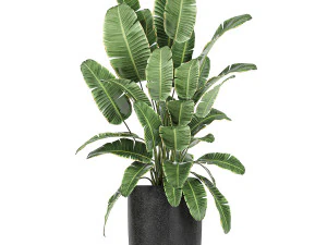collection of decorative plants in flowerpots 813 3D Model