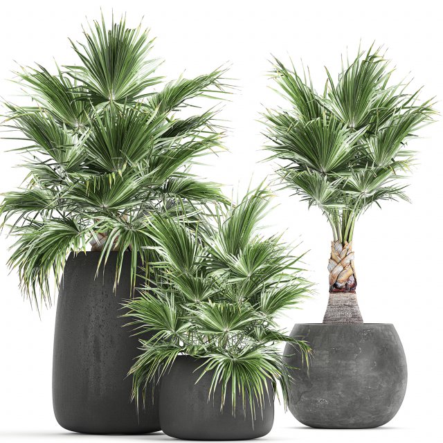 decorative palm in a flowerpot 814 3Dモデル .c4d .max .obj .3ds .fbx .stl .blend 