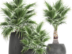 decorative palm in a flowerpot 814 3D Model