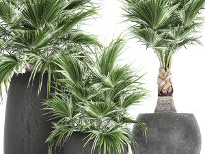 decorative palm in a flowerpot 814 3Dモデル