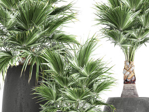 decorative palm in a flowerpot 814 3Dモデル