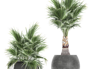 decorative palm in a flowerpot 814 3Dモデル