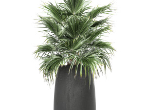 decorative palm in a flowerpot 814 3Dモデル
