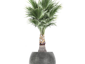 decorative palm in a flowerpot 814 3Dモデル