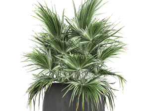 decorative palm in a flowerpot 814 3Dモデル