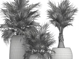 decorative palm in a flowerpot 814 3Dモデル