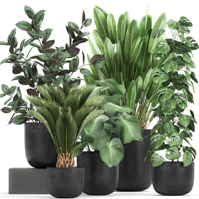 collection of decorative plants in flowerpots 815 3D Model .c4d .max .obj .3ds .fbx .stl .blend 