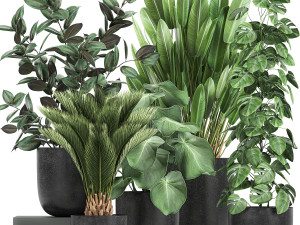 collection of decorative plants in flowerpots 815 3D Model