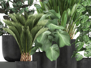 collection of decorative plants in flowerpots 815 3D Model