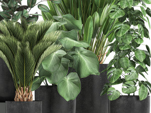 collection of decorative plants in flowerpots 815 3D Model