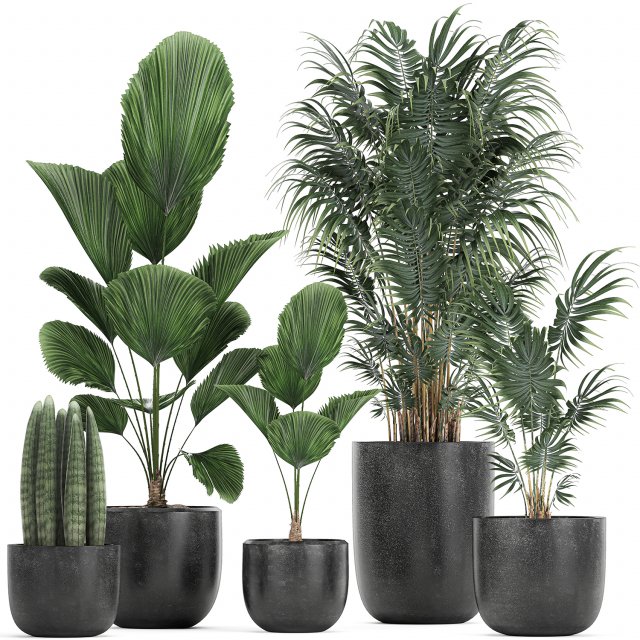 collection of decorative plants in flowerpots 816 Modelo 3D .c4d .max .obj .3ds .fbx .stl .blend 