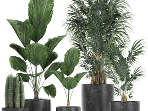 collection of decorative plants in flowerpots 816 3D Model