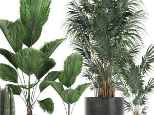 collection of decorative plants in flowerpots 816 3D Model