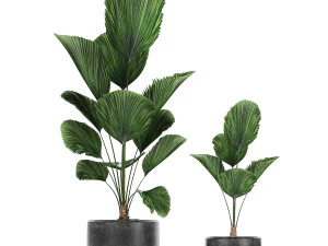collection of decorative plants in flowerpots 816 3D Model