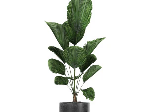 collection of decorative plants in flowerpots 816 3D Model