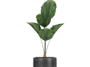 collection of decorative plants in flowerpots 816 3D Model
