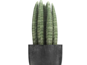collection of decorative plants in flowerpots 816 3D Model
