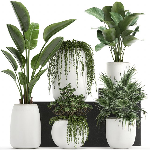 collection of decorative plants in white flowerpots 817 3D 模型 .c4d .max .obj .3ds .fbx .stl .blend 