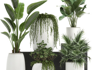 collection of decorative plants in white flowerpots 817 Model 3D