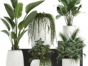 coleção de plantas decorativas em vasos brancos 817 Modelo 3D