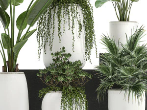 collection of decorative plants in white flowerpots 817 3D Model