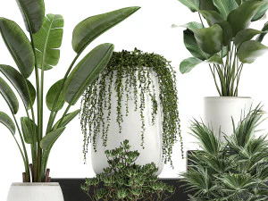 collection of decorative plants in white flowerpots 817 3D Model
