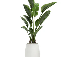 collection of decorative plants in white flowerpots 817 3D Model