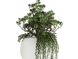 collection of decorative plants in white flowerpots 817 3D 模型